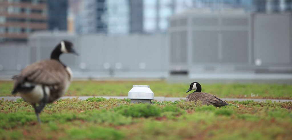 A Canadian goose keeps the nest warm as another stands guard.  (Photos by Tom Stoelker)