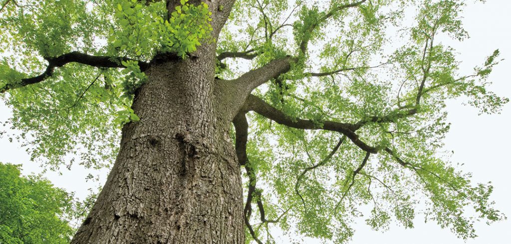 This tree near Cunniffe House on the Rose Hill campus predates the Revolutionary War.