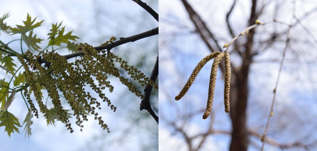 Oak and birch catkins