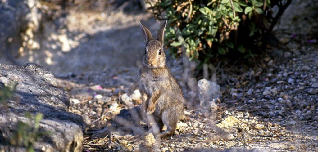 a European rabbit