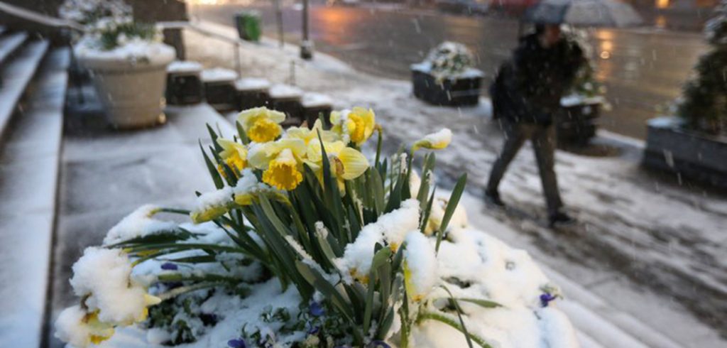 flowers in snow