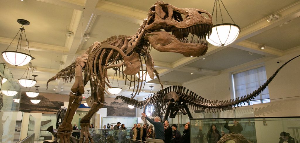 A Fordham tour group looks at the T-Rex skeleton at the American Museum of Natural History.