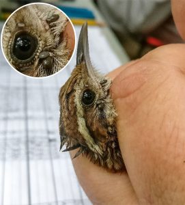 closeup of a bird with tick larvae near its eyes.