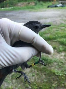 The gray catbird