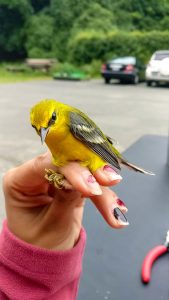 yellow finch