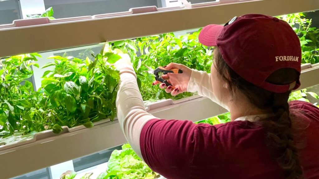 A worker harvests microgreens from a hydroponic garden.